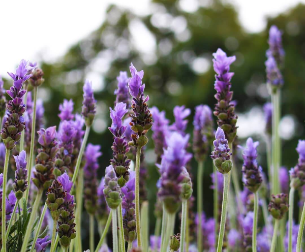 Lavendel Pflanzen - sehr schöne Pflanzen Ideen