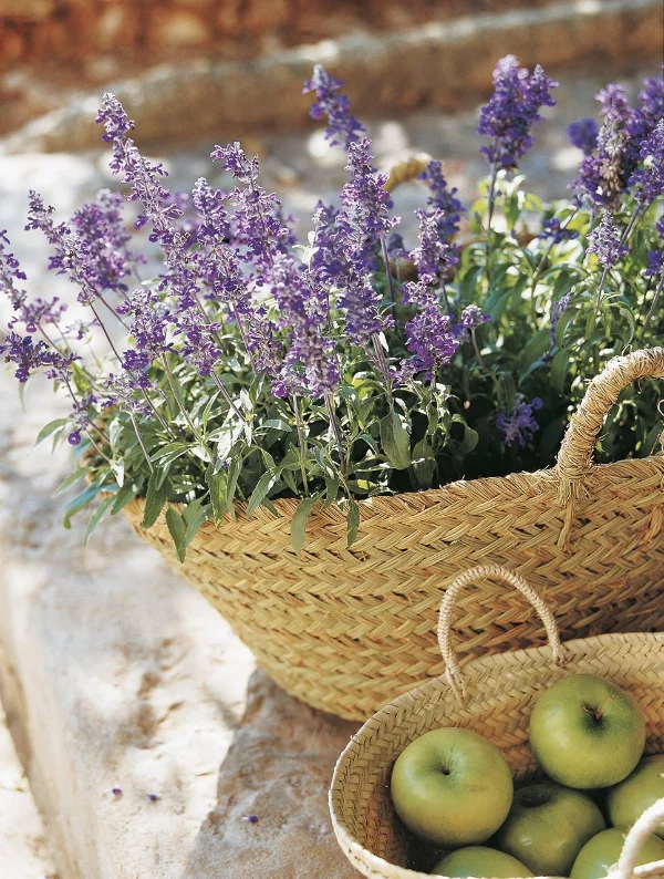Lavendel Pflanzen und mit Äpfeln kombinieren
