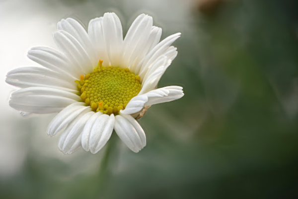 Margeriten attraktiv für Bienen weiße Blütenblätter gelbe Mitte viel Nahrung Pollen und Nektar sammeln