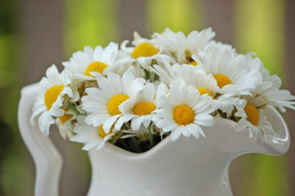 Margeriten weiße Blüten in einer weißen Porzellankanne