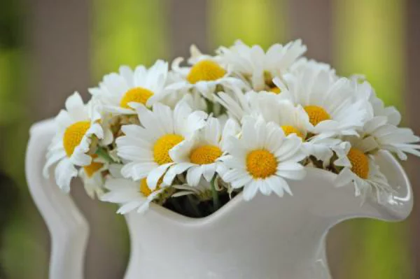 Margeriten weiße Blüten in einer weißen Porzellankanne