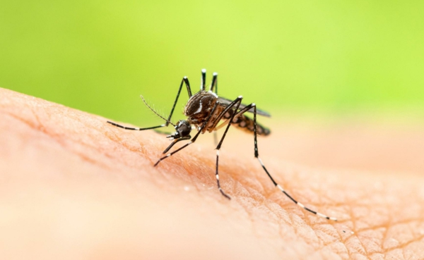 Mückenspray selber machen ätherische Öle verwenden Moskitos Arten