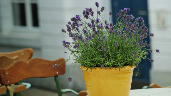 Schöne Idee für den Garten Lavendel Pflanzen