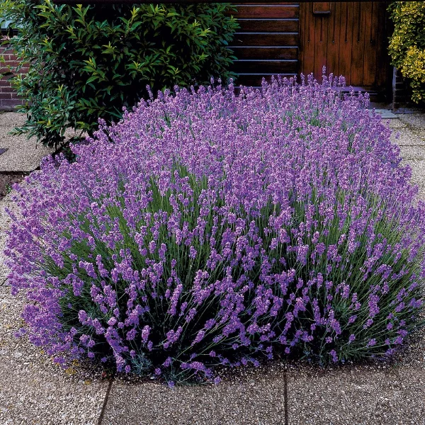 Schöne Idee mit tollen großen Lavendel Pflanzen Gebüschen