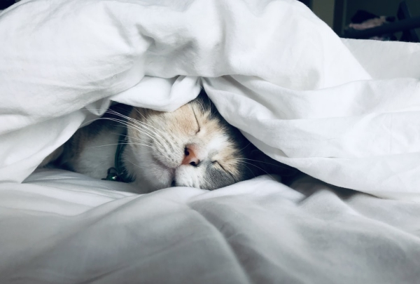 Welche ist die beste Schlafposition für Sie Vor-, Nachteile und Tipps katze schlafen unter decke