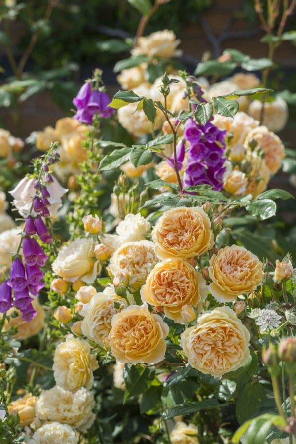 englische rosen kombinieren mit fingerhüten