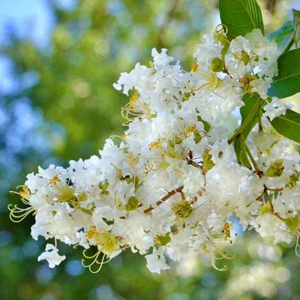 flieder des südens weiße blüte