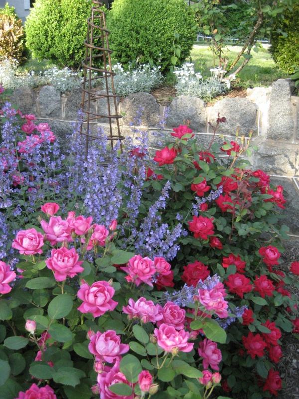 Was passt zu Rosen die besten Rosenbegleiter in Ihrem Garten