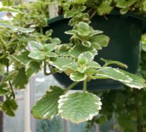 Die Weihrauch Pflanze  – eine pflegeleichte, duftende Schönheit für Haus und Garten