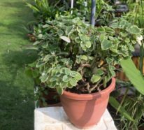Die Weihrauch Pflanze  – eine pflegeleichte, duftende Schönheit für Haus und Garten