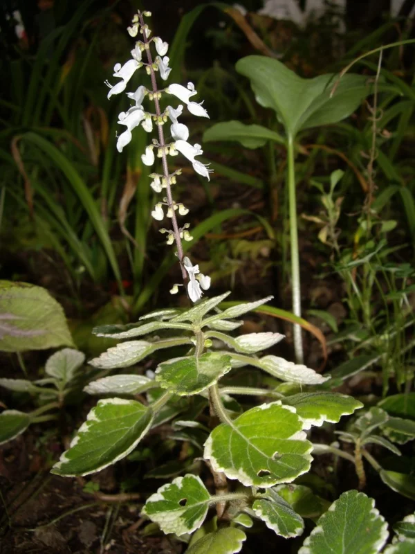 weiße blüte weihrauch pflanze