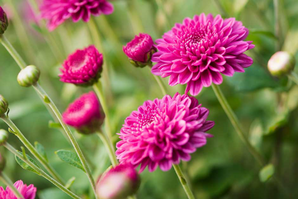 Gartenblumen für pralle Sonne Chrysanthemen in zartem Violett tolle Farbenpracht im Garten