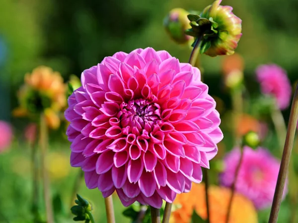 Gartenblumen für pralle Sonne Dahlie im Garten perfekte Blütenform rosa gefärbt