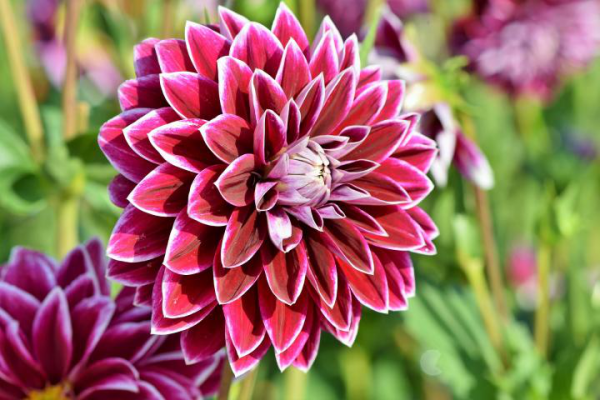Gartenblumen für pralle Sonne Dahlien schöne Farbe prächtige runde Blüte ein Blickfang draußen