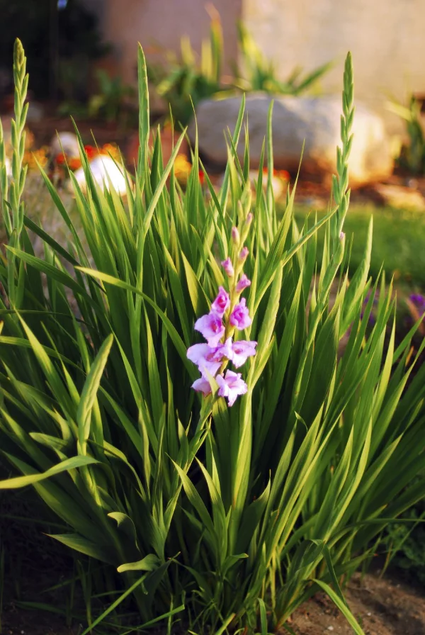 Gartenblumen für pralle Sonne Gladiole im Gartenbeet schöner Anblick