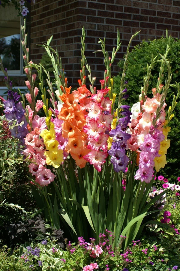 Gartenblumen für pralle Sonne Gladiolen in verschiedenen Farben im Gartenbeet richtiger Blickfang