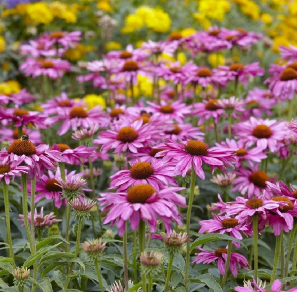 Gartenblumen für pralle Sonne Sonnenhüte verschiedene Farben lila violett gelb bunter Garten