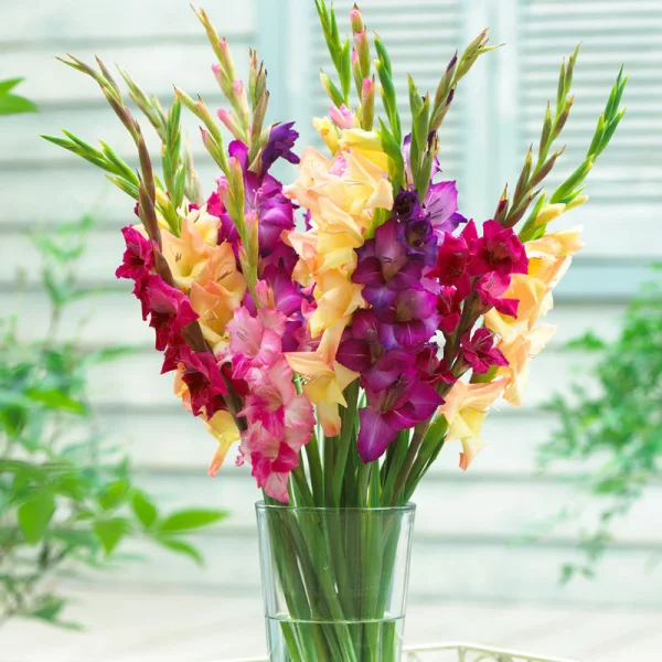 Gartenblumen für pralle Sonne farbenfrohe Gladiolen in der Vase Schmuck fürs Zuhause für lange Zeit