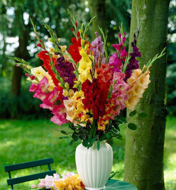 Gartenblumen für pralle Sonne farbenfrohe Gladiolen in weißer Vase passender Schmuck für den Kaffeetisch im Freien
