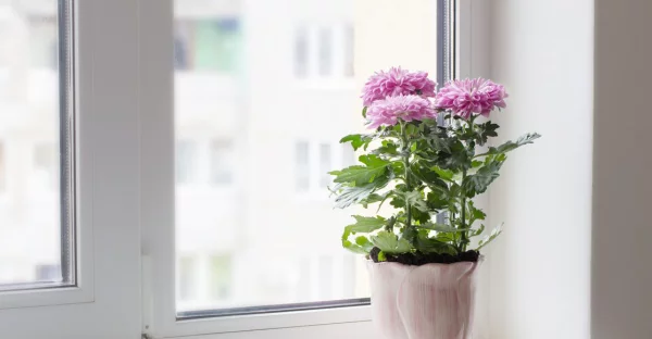 Gartenblumen für pralle Sonne hellviolette Chrysanthemen im Topf am Fenster perfekt aussehen