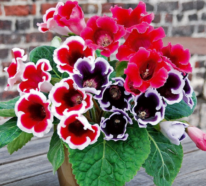 Gloxinie – einmalige Blütenpracht in unterschiedlichen Farben und Formen