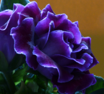 Gloxinie – einmalige Blütenpracht in unterschiedlichen Farben und Formen