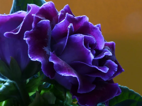 Gloxinie blauviolette Blüten erinnern an Rosenblüten schöner Anblick