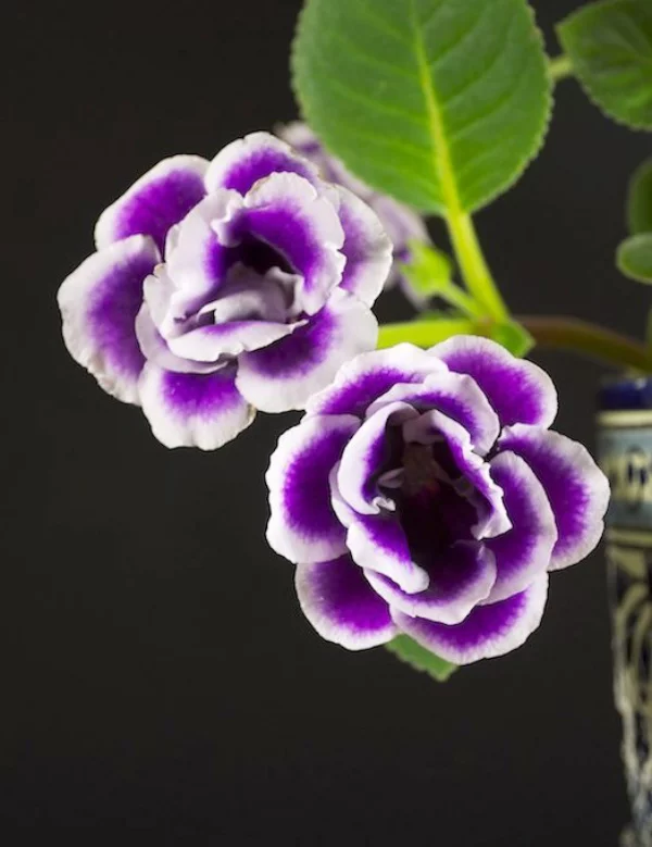 Gloxinie blauviolette Blüten mit weißem Rand herrlicher Anblick