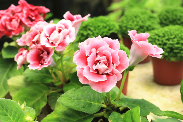 Gloxinie schöne rosa Blüten richtige Pflege regelmäßig gießen in Maßen düngen