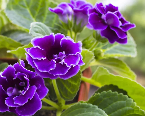 Gloxinie verschiedene Arten existieren exotische Blüten in Blauviolett unwiderstehlich schön