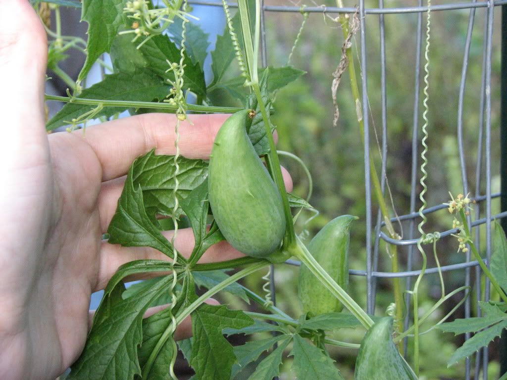 Inkagurke - Warum ist das Superfood so gesund und wie man es zubereiten