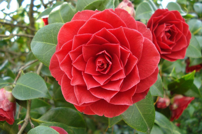 seltensten Blumen der Welt Middlemist Red Rose herrliche Blüten in gesättigter hellrosa Farbe feine Blütenform