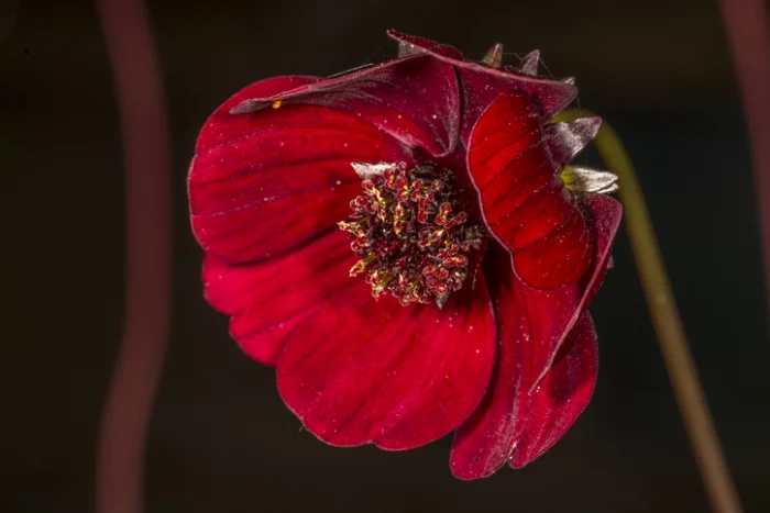 seltensten Blumen der Welt Schokoladen-Kosmee rotbraune Blütenblätter feines Schoko Aroma