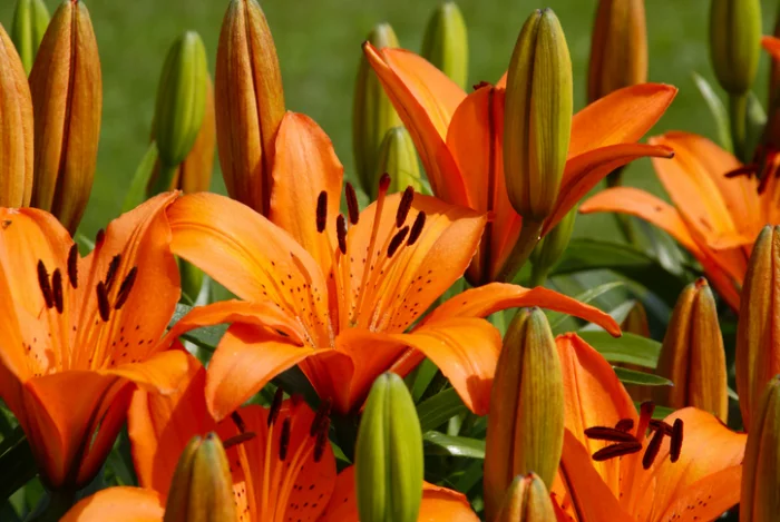 seltensten Blumen der Welt die Feuerlilie Nationalblume in Zimbabwe orangenfarbene Blütenblätter toller Blickfang