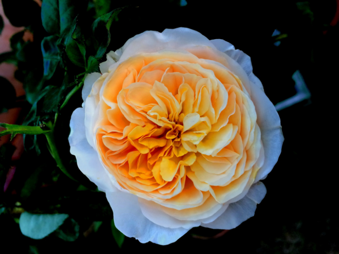 seltensten Blumen der Welt die Juliet Rose einmalige Schönheit