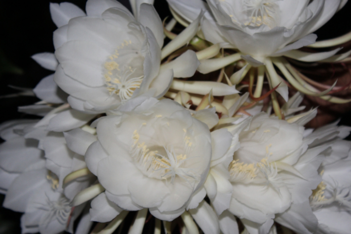 seltensten Blumen der Welt die Kadupul-Blume Kaktusblüte feine weiße Blütenblätter blüht nur nachts