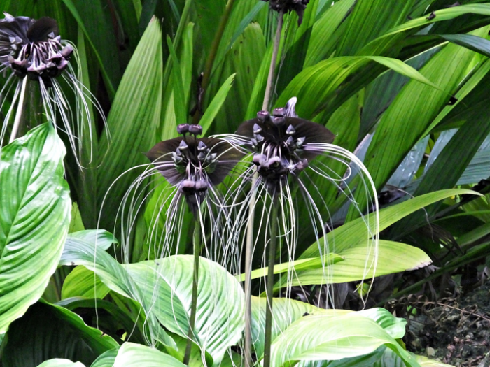 seltsame Blumen Fledermausblume schwarze Blüte einmalige Form