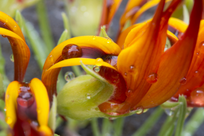 seltsame Blumen kanarischer Hornklee orangenfarbene Blüten Papageienschnabel ähnlich