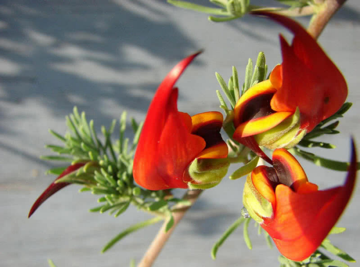 seltsame Blumen kanarischer Hornklee orangenfarbene Blüten wie Papageienschnabel