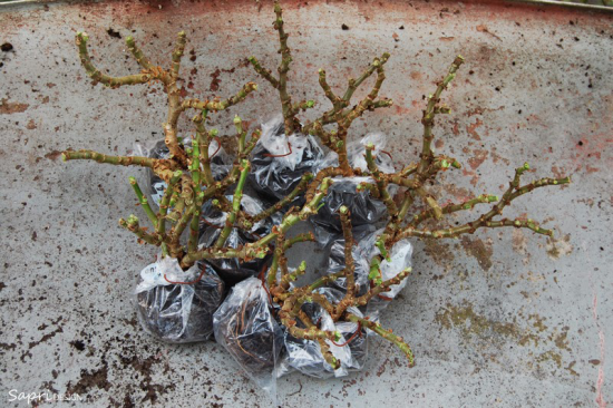 Geranien überwintern beliebte Topfpflanzen jeden Wurzelballen in Plastiktüte umwickeln verschleißen