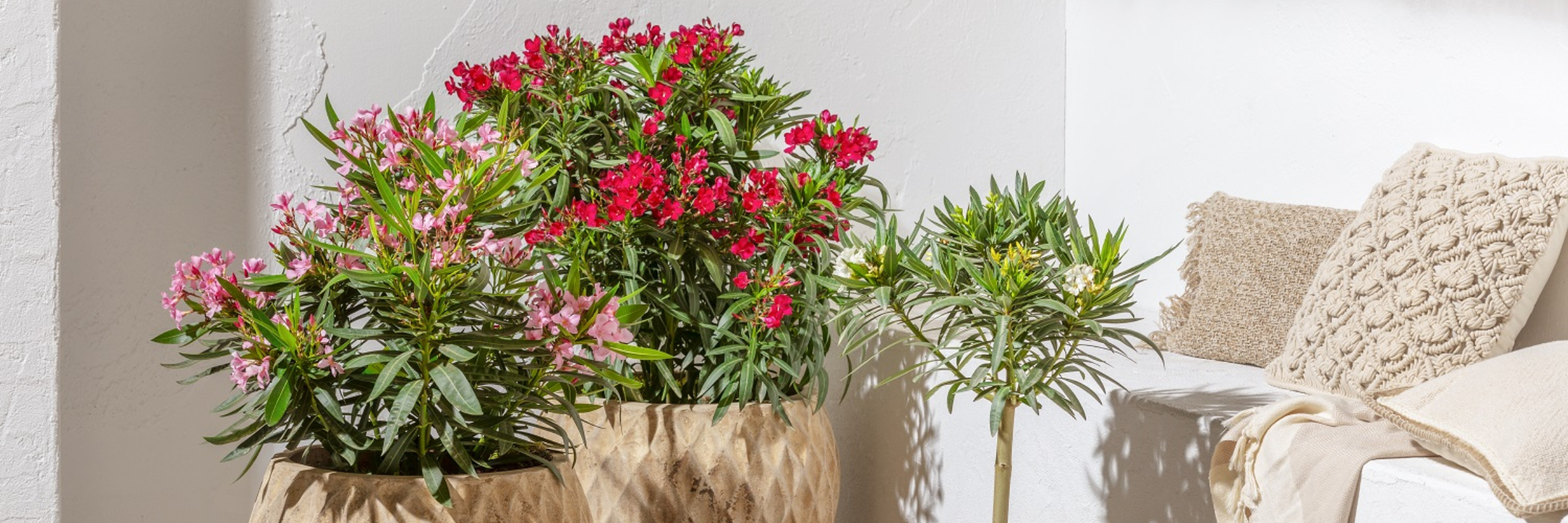 Oleander überwintern – wie bringt man den Südländer über ...