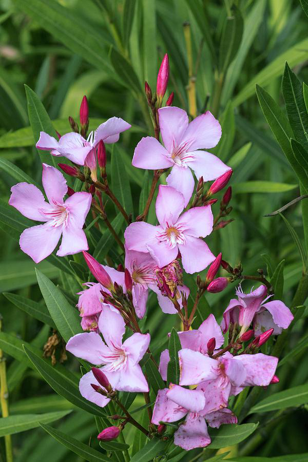 Oleander überwintern wie bringt man den Südländer über