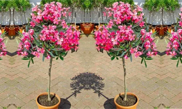 Oleander überwintern Kübelpflanze schöne rosa Blüten kann lange draußen bleiben bis zum ersten Frost