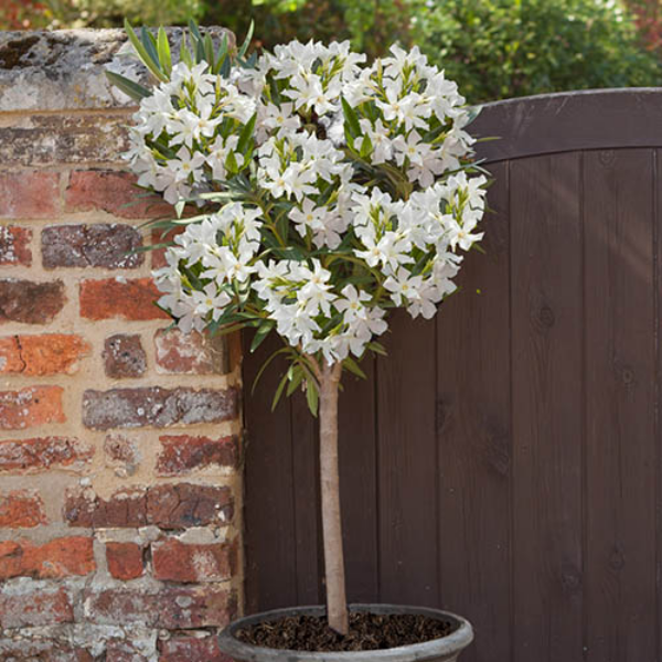 Oleander überwintern Kübelpflanze weiße Blüten vor einem Ziegenzaum platziert
