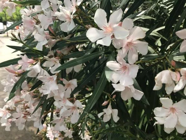 Oleander überwintern immergrüne dünne Blätter cremeweiße Blüten schöner Strauch an einem sonnigen Standort