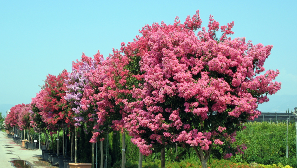 Oleander überwintern in Ländern an der Mittelmeerküste natürlicher Schmuck für Straßen und Gärten bleibt im Freien