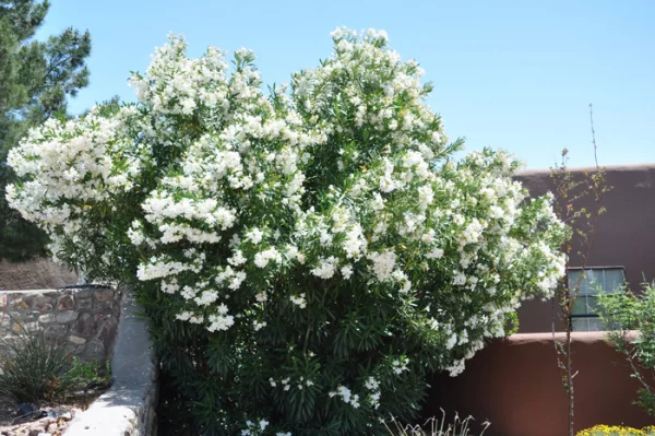 Oleander überwintern in Ländern an der Mittelmeerküste wächst als Strauch oder kleiner Baum
