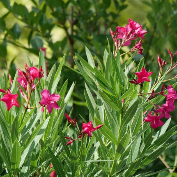 Oleander überwintern robust pflegeleicht kann den kalten Winter gut überstehen