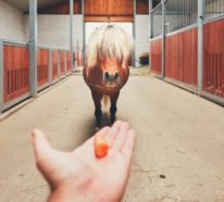 Pferdeleckerlies selber machen: Tipps und 3 einfache und schnelle Rezepte