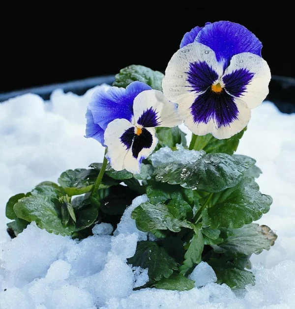 Stiefmütterchen mit Blüten in Weiß und Blau im Schnee ein richtiger Hingucker im Winter 